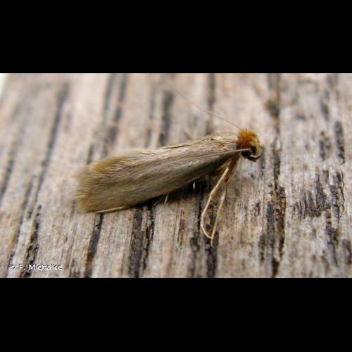 <i>Tineola bisselliella</i> (Hummel, 1823) © F. Michalke