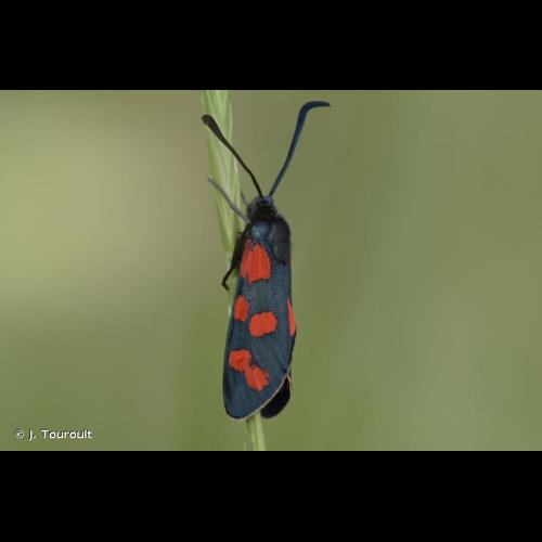 <i>Zygaena transalpina hippocrepidis</i> (Hübner, 1799) &copy; J. Touroult