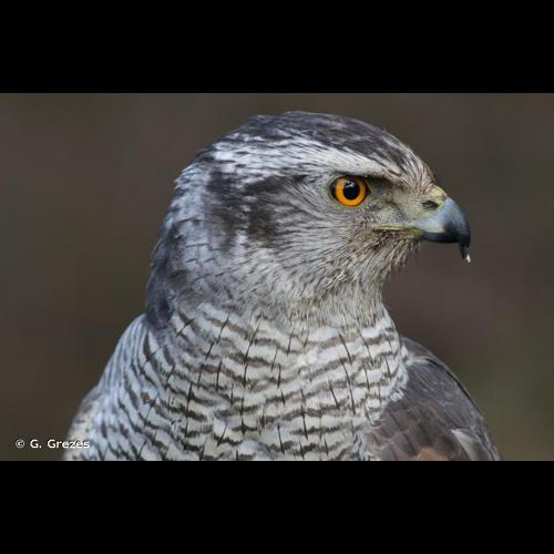 <i>Accipiter gentilis</i> (Linnaeus, 1758) © G. Grezes