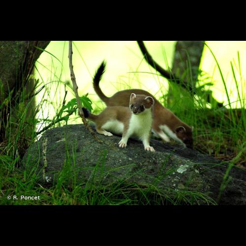 <i>Mustela erminea</i> Linnaeus, 1758 © R. Poncet