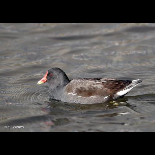 <i>Gallinula chloropus pyrrhorrhoa</i> Newton, 1861 &copy; S. Wroza