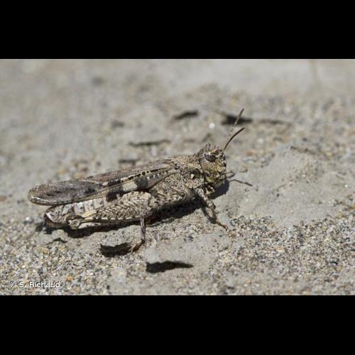 <i>Acrotylus insubricus insubricus</i> (Scopoli, 1786) © S. Richaud