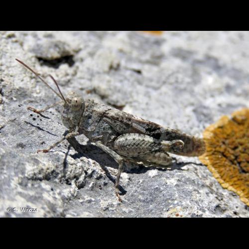 <i>Oedipoda germanica germanica</i> (Latreille, 1804) © S. Wroza