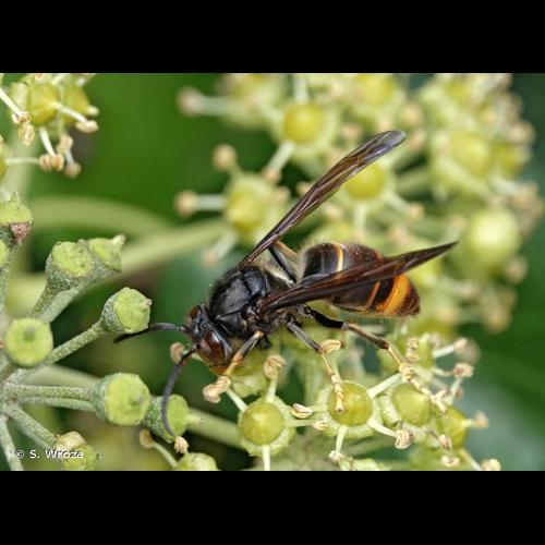<i>Vespa velutina nigrithorax</i> du Buysson, 1905 © S. Wroza