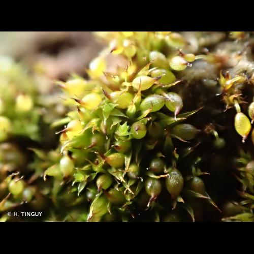 <i>Microbryum curvicollum</i> (Hedw.) R.H.Zander, 1993 © H. TINGUY