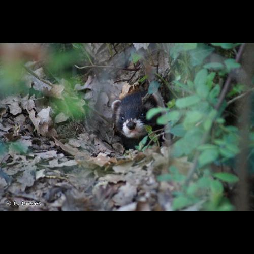 <i>Mustela putorius</i> Linnaeus, 1758 © G. Grezes