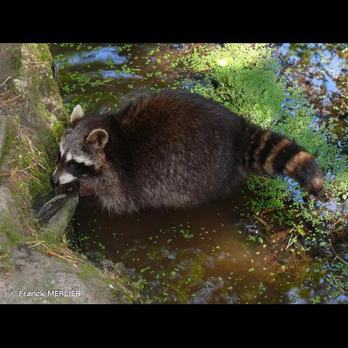 <i>Procyon lotor</i> (Linnaeus, 1758) &copy; Franck MERLIER