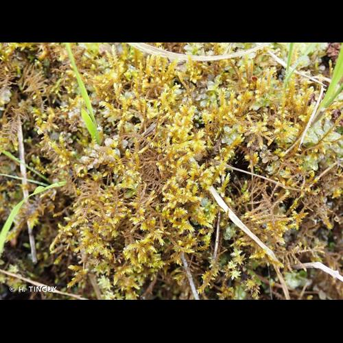 <i>Campyliadelphus elodes</i> (Lindb.) Kanda, 1975 &copy; H. TINGUY