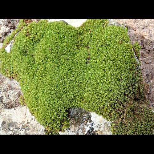 <i>Tortella tortuosa </i>var.<i> fragilifolia</i> (Jur.) Limpr., 1888 &copy; H. TINGUY