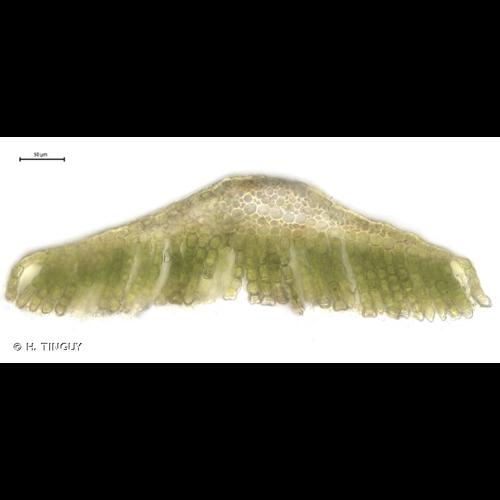 <i>Polytrichum perigoniale</i> Michx., 1803 © H. TINGUY