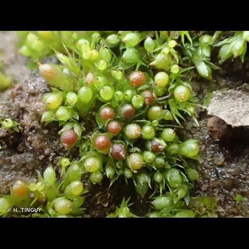 <i>Physcomitrium patens</i> (Hedw.) Mitt., 1851 © H. TINGUY