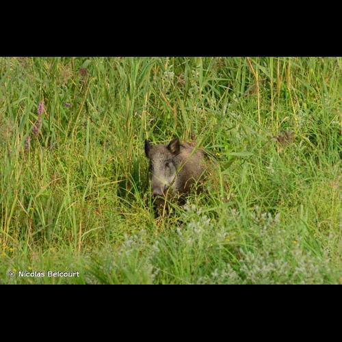 <i>Sus scrofa</i> Linnaeus, 1758 © Nicolas Belcourt