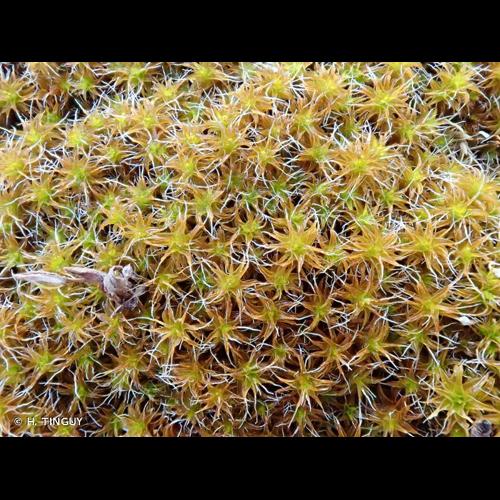 <i>Syntrichia ruraliformis</i> (Besch.) Mans., 1904 © H. TINGUY