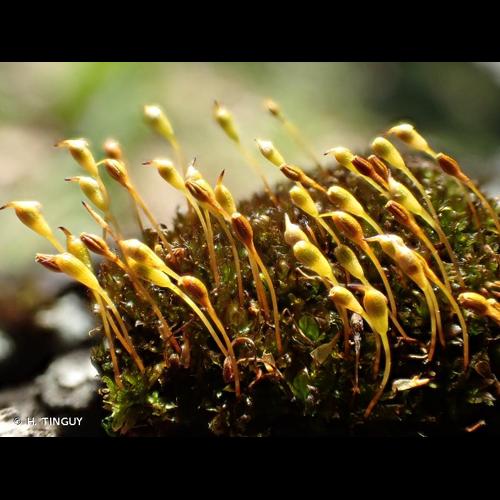 <i>Codonoblepharon forsteri</i> (Dicks.) Goffinet, 2004 © H. TINGUY