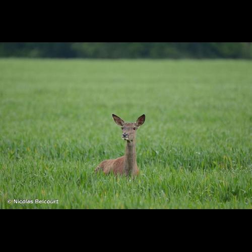 <i>Cervus elaphus</i> Linnaeus, 1758 © Nicolas Belcourt