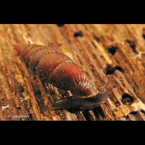 <i>Macrogastra rolphii rolphii</i> (W. Turton, 1826) © O. Gargominy