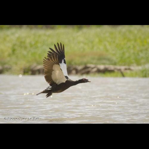 <i>Cairina moschata</i> (Linnaeus, 1758) © Pierre-Yves Le Bail