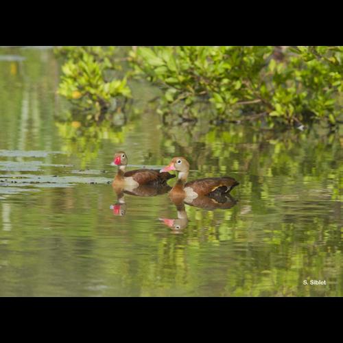 <i>Dendrocygna autumnalis</i> (Linnaeus, 1758) © S. Siblet