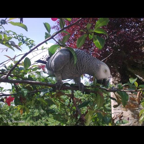 <i>Psittacus erithacus</i> Linnaeus, 1758 © O. Escuder