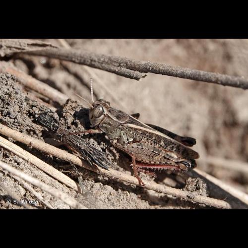 <i>Calliptamus italicus italicus</i> (Linnaeus, 1758) © S. Wroza