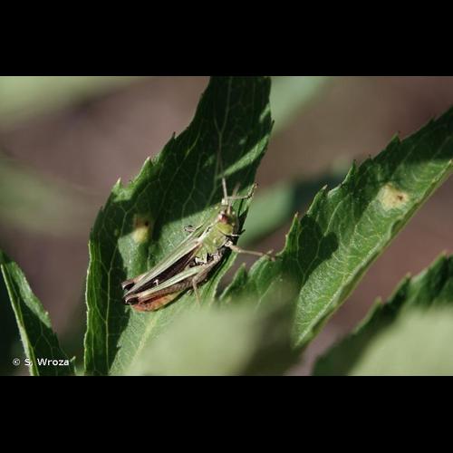 <i>Stenobothrus lineatus lineatus</i> (Panzer, 1796) © S. Wroza