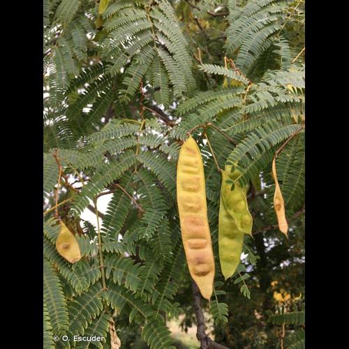 <i>Albizia julibrissin</i> Durazz., 1772 © O. Escuder