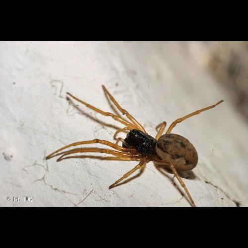 <i>Pachygnatha degeeri</i> Sundevall, 1830 © J-J. Tilly