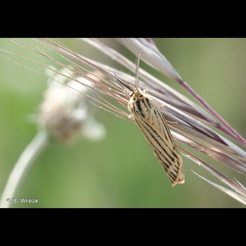 <i>Spiris striata</i> (Linnaeus, 1758) &copy; S. Wroza