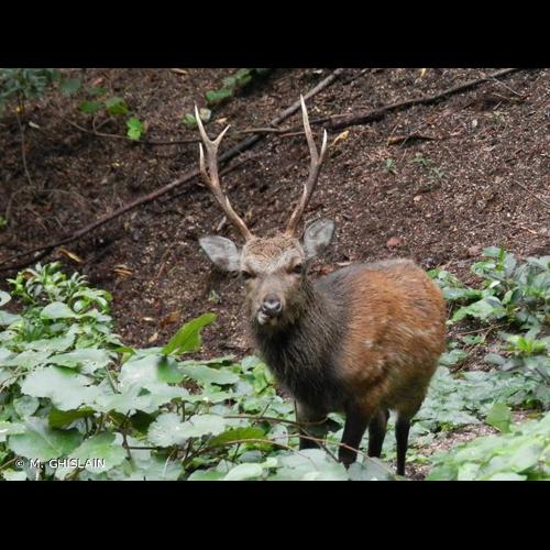 <i>Cervus nippon</i> Temminck, 1838 © M. GHISLAIN