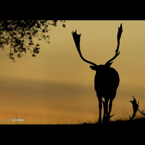 <i>Dama dama</i> (Linnaeus, 1758) © J. LAIGNEL