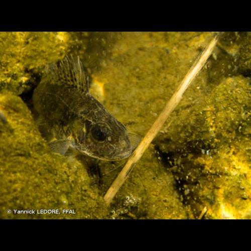 <i>Gymnocephalus cernua</i> (Linnaeus, 1758) © Yannick LEDORÉ, FFAL