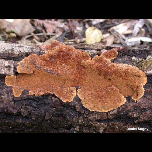 <i>Fuscoporia ferruginosa</i> (Schrad.) Murrill, 1907 © D. Sugny