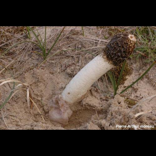 <i>Phallus hadriani</i> Vent., 1798 © PA. Moreau