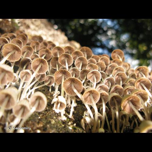 <i>Coprinellus disseminatus</i> (Pers.) J.E.Lange, 1938 © O. Gargominy