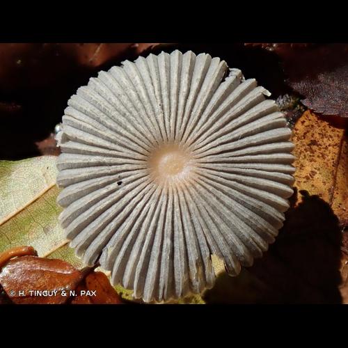 <i>Parasola plicatilis</i> (Curtis) Redhead, Vilgalys & Hopple, 2001 © H. TINGUY & N. PAX