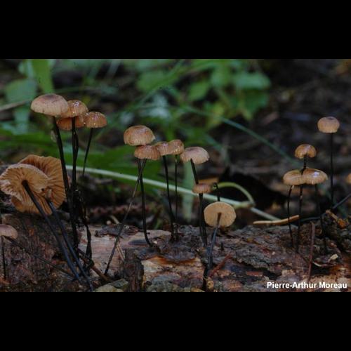 <i>Gymnopus androsaceus</i> (L.) J.L.Mata & R.H.Petersen, 2004 &copy; PA. Moreau