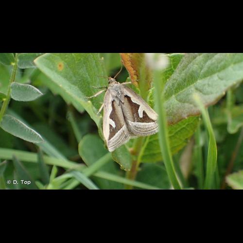 <i>Deltote uncula</i> (Clerck, 1759) &copy; D. Top