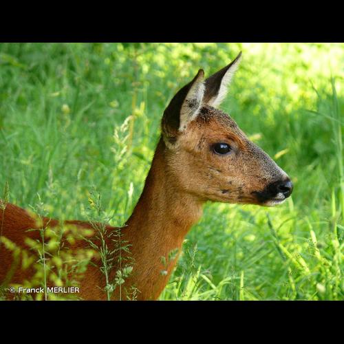<i>Capreolus capreolus</i> (Linnaeus, 1758) © Franck MERLIER