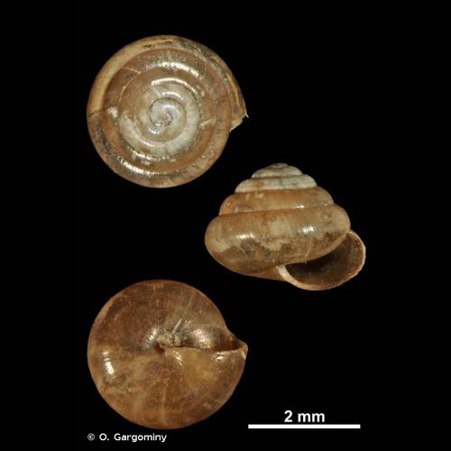 <i>Euconulus alderi</i> (J.E. Gray, 1840) © O. Gargominy