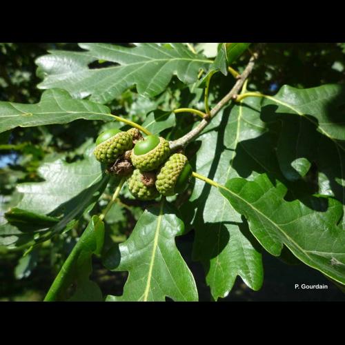 <i>Quercus petraea</i> (Matt.) Liebl., 1784 © P. Gourdain