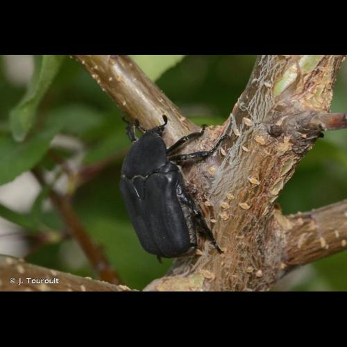 <i>Potosia opaca</i> (Fabricius, 1787) © J. Touroult