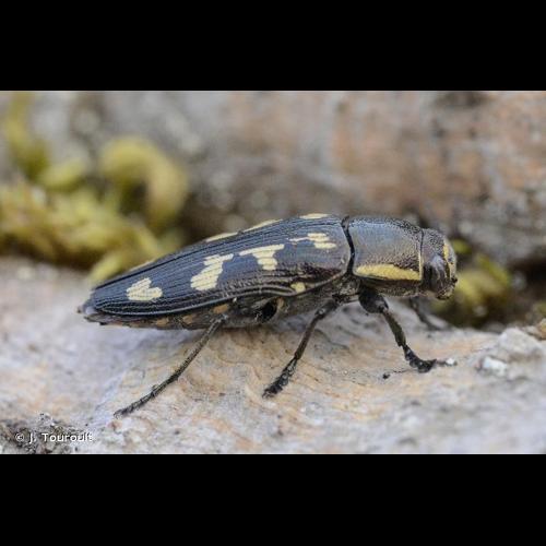 <i>Buprestis novemmaculata</i> Linnaeus, 1767 &copy; J. Touroult
