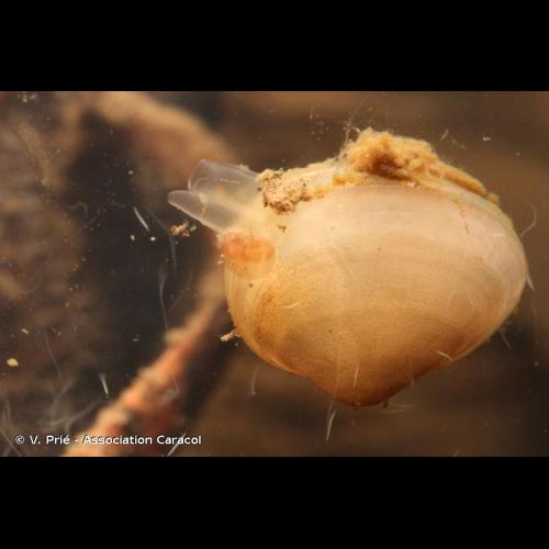 <i>Sphaerium lacustre</i> (O.F. Müller, 1774) © V. Prié - Association Caracol