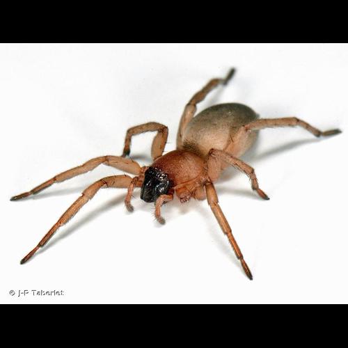 <i>Drassodex hypocrita</i> (Simon, 1878) &copy; J-P Taberlet