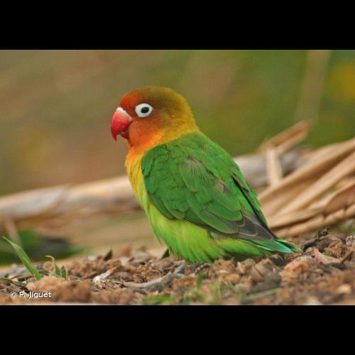 <i>Agapornis fischeri</i> Reichenow, 1887 © F. Jiguet