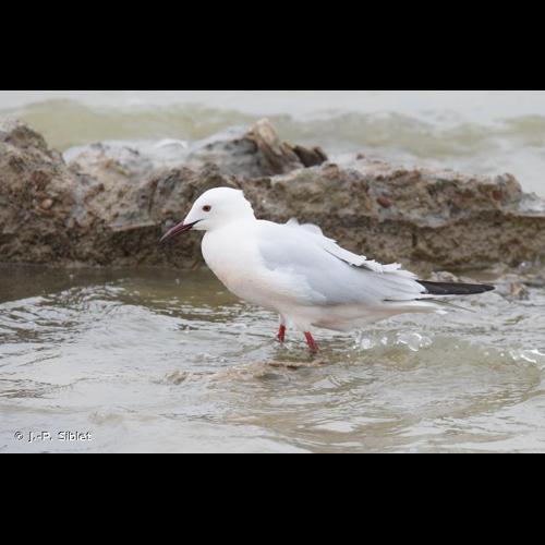 <i>Chroicocephalus genei</i> (Brême, 1839) © J.-P. Siblet