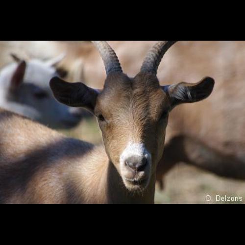 <i>Capra hircus</i> Linnaeus, 1758 © O. Delzons