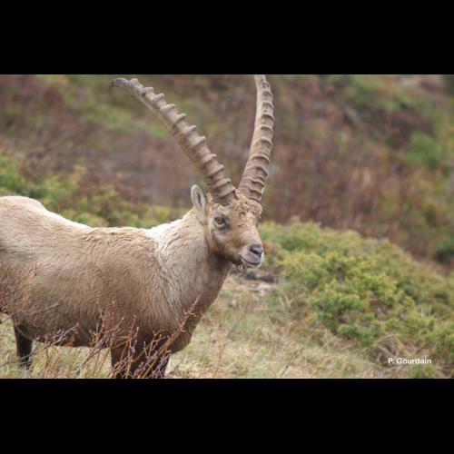 <i>Capra ibex</i> Linnaeus, 1758 © P. Gourdain