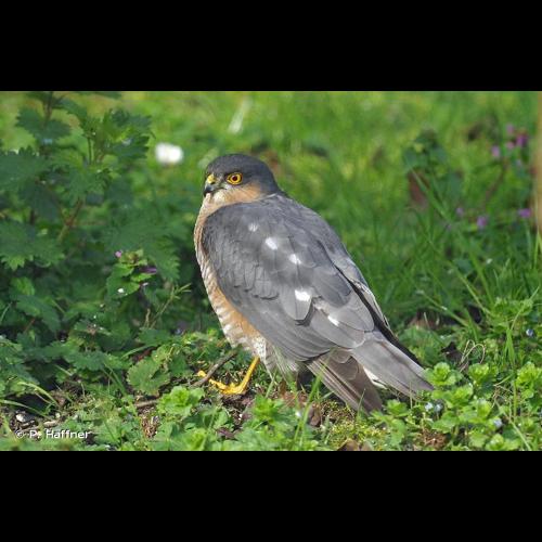 <i>Accipiter nisus</i> (Linnaeus, 1758) © P. Haffner