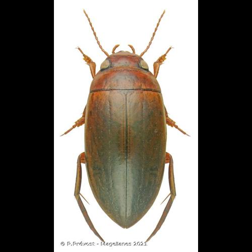 <i>Liopterus haemorrhoidalis</i> (Fabricius, 1787) © P.Prévost - Magellanes 2021